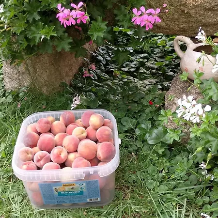 Apartmán Sonnenhof Plauen